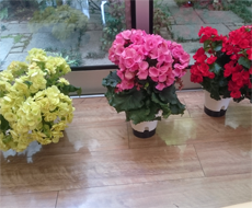 ベゴニアの鉢植え